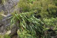 100 Plantes, Doubtful Sound