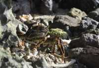 148  Crabe coureur commun (Grapsus tenuicrustatus)