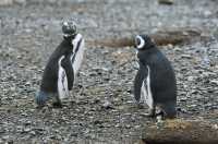69 Pingouins de Magellan