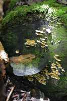 10 Champignons - Monsoon Forest