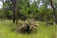 41 Les Cycads arbustes survivant du temps des dynosaures