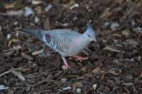 07 Crested Pigeon (Ocyphaps lophotes)
