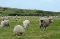 076 Moutons