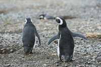 73 Pingouins de Magellan