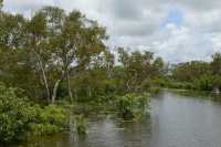 18 Forêt inondée près de Yellow Water