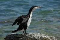 088 Grand cormoran (Phalacrocorax varius) B