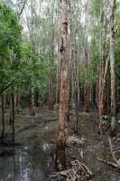16 Monsoon Forest