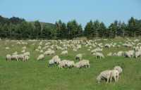 19  Moutons à l'est de Te Anau