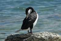 090 Grand cormoran (Phalacrocorax varius) B