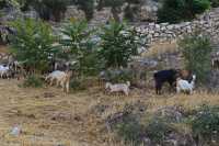 12 Chèvres dans la vallée de la Géhenne
