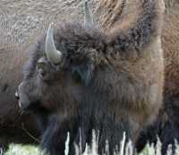 63 Tête de bison