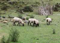 068 Moutons
