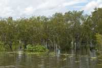19 Forêt inondée près de Yellow Water