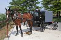23 Carriole Amish