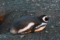 09 Pingouin