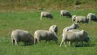20  Moutons à l'est de Te Anau