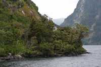 102 Arbres, Doubtful Sound