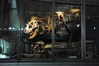 40 Musée de paléontoogie
