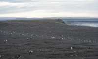 60 Pingouins sur l'Isla Magdalena