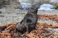 065 Lion de mer sur les algues - Curio Bay