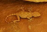 68 Gecko (Ptyodactylus guttatus - Fan-fingered gecko)
