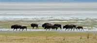 81 Troupeau de bisons en déplacement