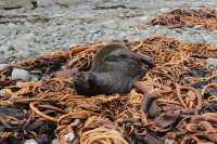063 Lion de mer sur les algues - Curio Bay