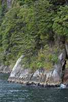 092 Arbres sur la pente, Doubtful Sound