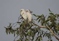 24 Perroquets blancs - Mamukala