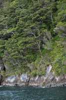 091 Arbres sur la pente, Doubtful Sound