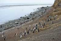 79 Pingouins sur la plage