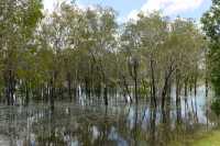 21 Forêt inondée près de Yellow Water