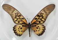 42 Papillon