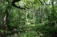 14 Monsoon Forest
