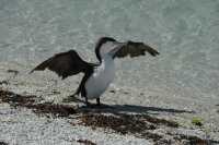 058 Grand cormoran (Phalacrocorax varius)