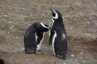 31 Pingouins