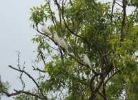 27 Perroquets blancs - Foog Dam