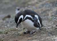54 Pingouin de Magellan