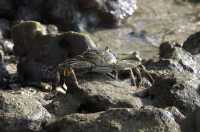 149  Crabe coureur commun (Grapsus tenuicrustatus)