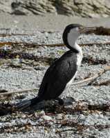 122 Grand cormoran (Phalacrocorax varius)