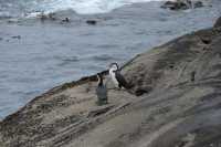065 Cormorans au bout de Doubtful Sound