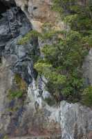 090 Arbres sur la pente, Doubtful Sound