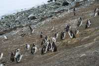 77 Pingouins sur la plage