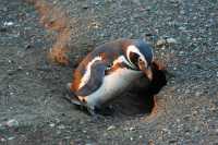 08 Pingouin