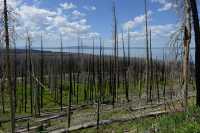 101 Forêt incendiée & Yellowstone Lake