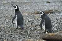 70 Pingouins de Magellan