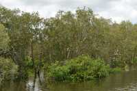 20 Forêt inondée près de Yellow Water