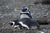 46 Pingouins devant leur terrier