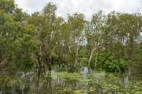 17 Forêt inondée près de Yellow Water