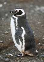 23 Pingouin de Magellan (4 à 5 kg - 70 cm)